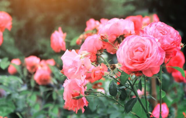 Wunderschöne Rosen Eingerollte Blätter Fotos