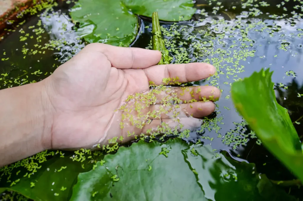 Nahaufnahme von kleinen, grünen Wasserlinsen auf der Wasseroberfläche.