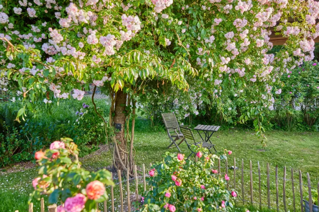 Rosa Ramblerrose überwächst Kirschbaum.
