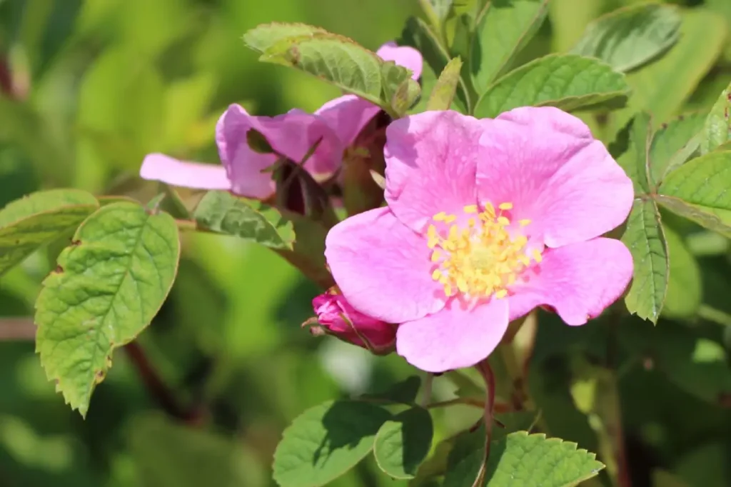 Aufgeblühte rosa Weinrose.