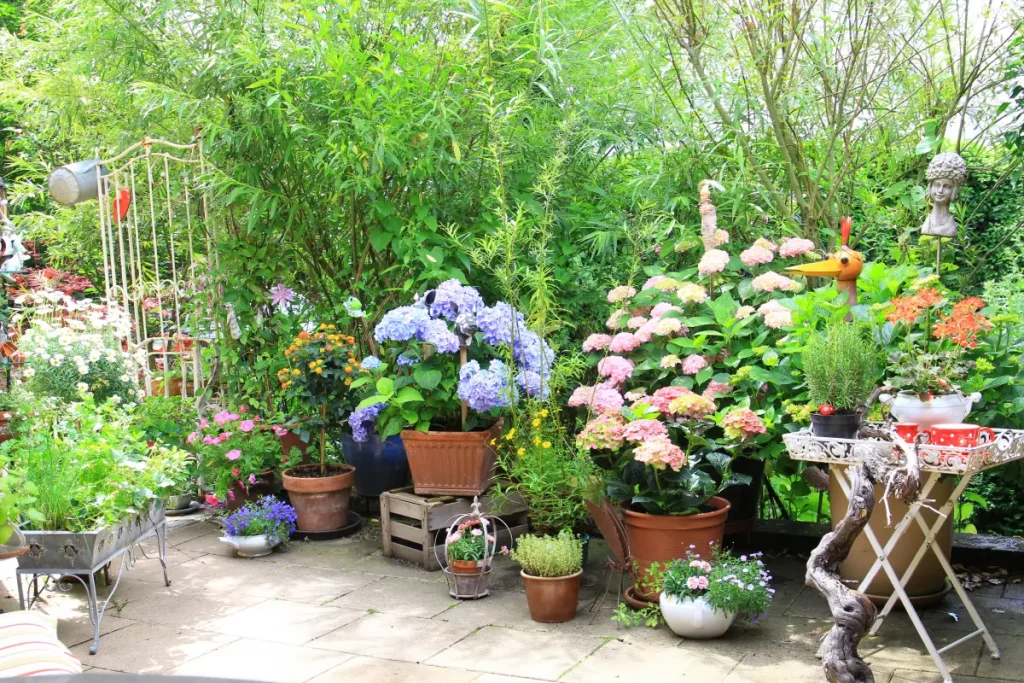 Hortensien in Blumentöpfen stehen dekorativ auf einer Terrasse.