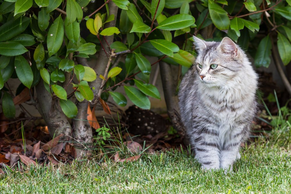 Katzen Aus Dem Garten Vertreiben 5 Effektive Tipps
