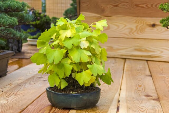 Ginkgo im Topf halten Wichtige Hinweise zur Pflege