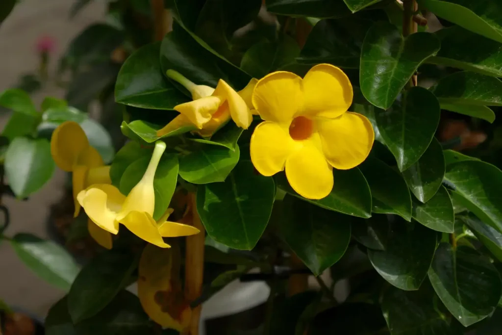 Nahaufnahme von gelben Blüten der Dipladenia.