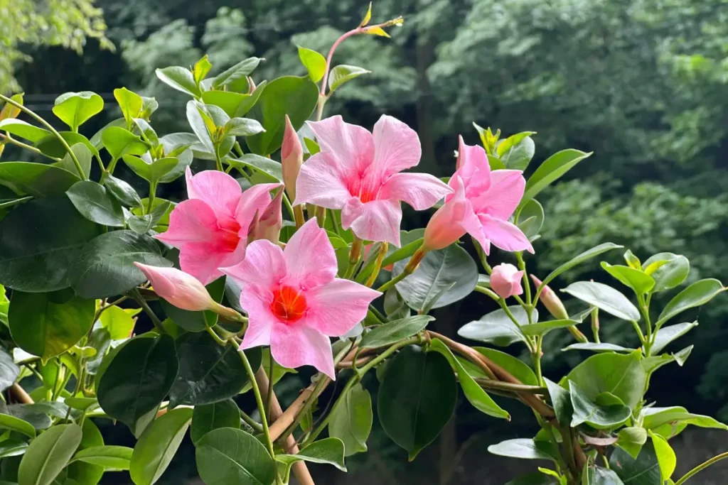 Nahaufnahme von den Blüten der Dipladenia cream pink.