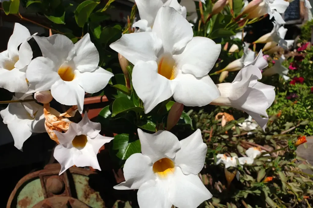 Nahaufnahme sternförmiger, weißer Dipladenia-Blüten.