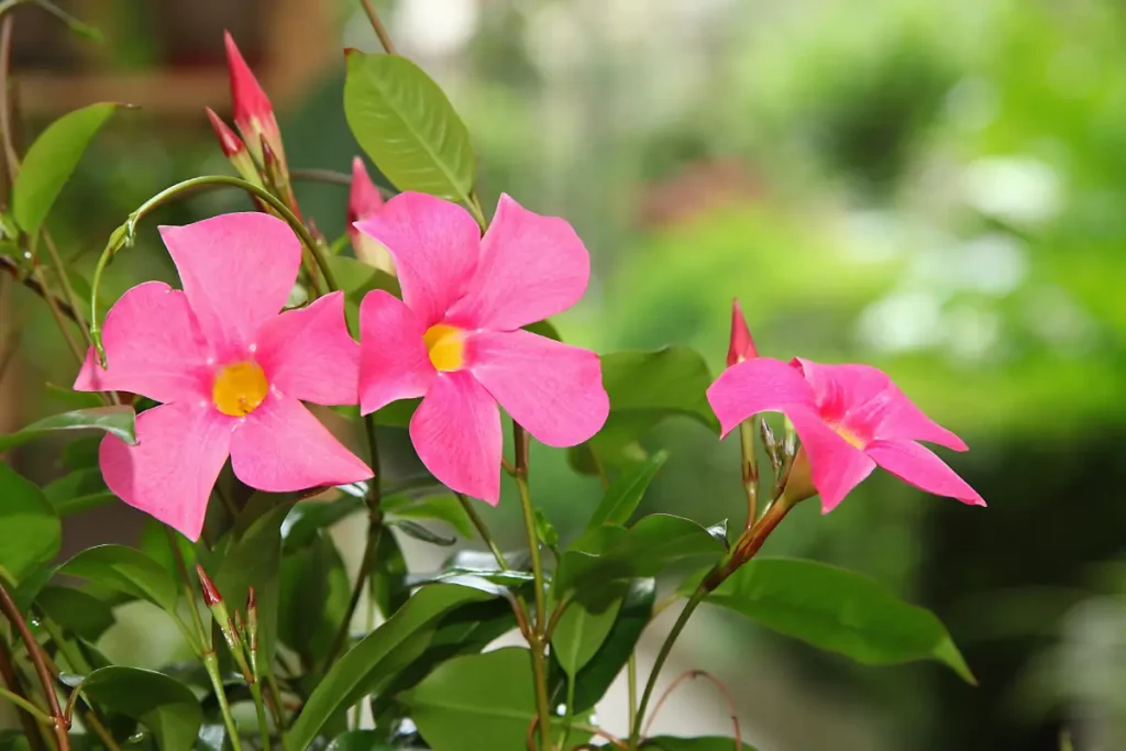 Nahaufnahme von rosa farbenden Dipladenia Blüten.