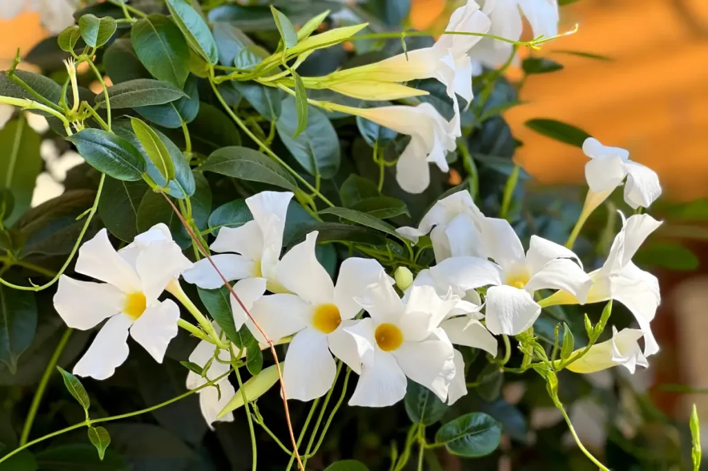 Nahaufnahme von weißen Dipladenia-Blüten.