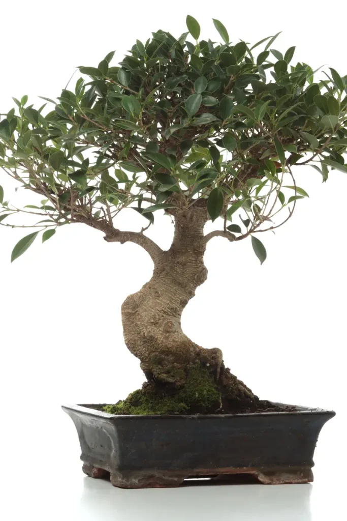 Ficus Retusa als Zimmer-Bonsai.