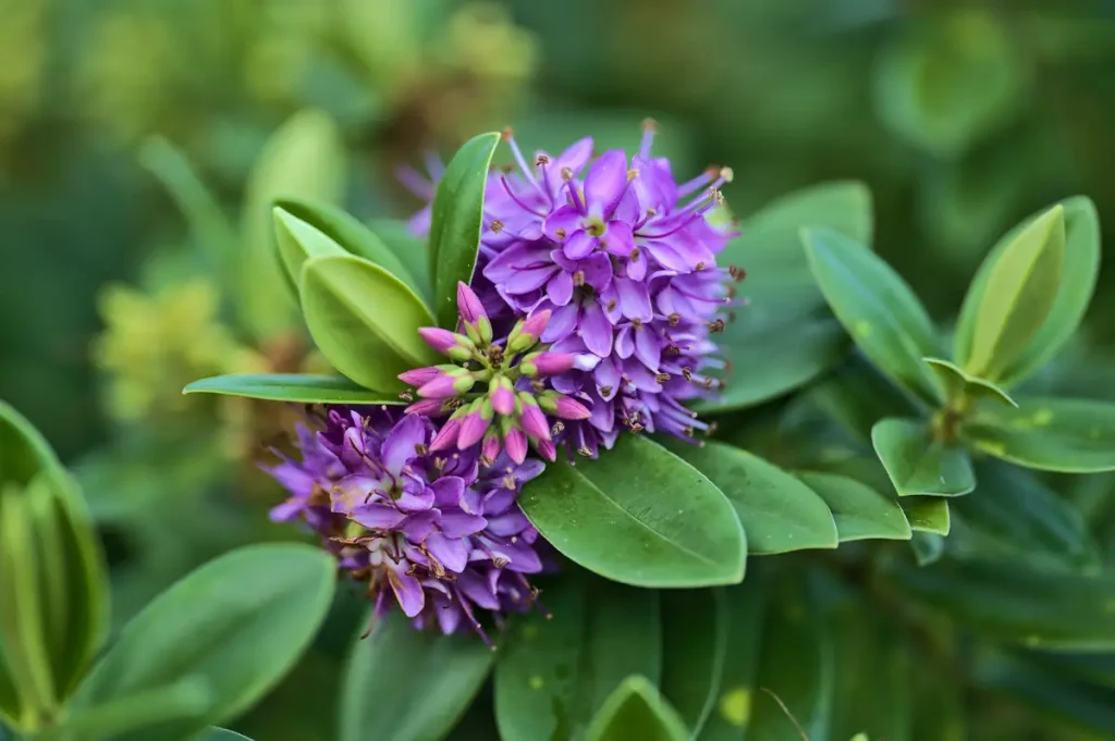 Nahaufnahme der gesunden lila Blüten von der Strauchveronika .