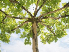 Obstbaumschnitt Eine Anleitung Mit Bildern - 