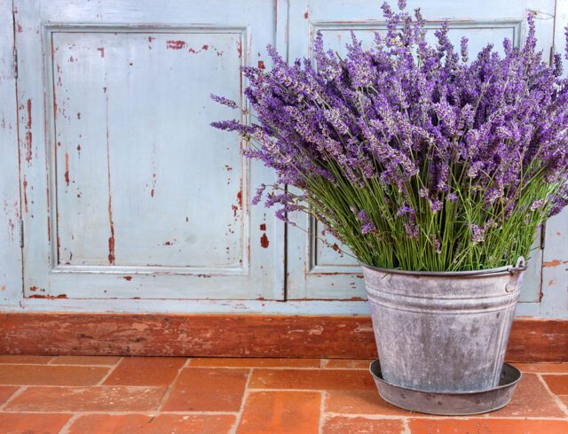 Lavendel Anbauen So Wird S Gemacht