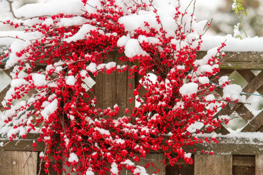 Weihnachtlicher Türkranz mit roten Beeren von Schnee bedeckt, ziert den Gartenzaun.