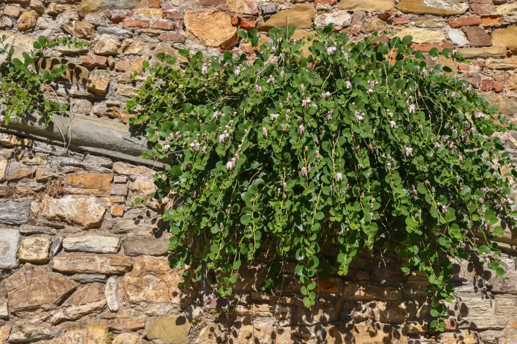 Eine blühende Kapernpflanze (Capparis spinosa), die an einer Mauer aus Ziegeln und Steinen wächst