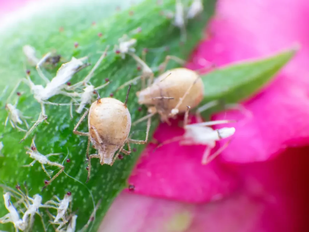 Nahaufnahme: Blattlaus parasitiert von Schlupfwespen
