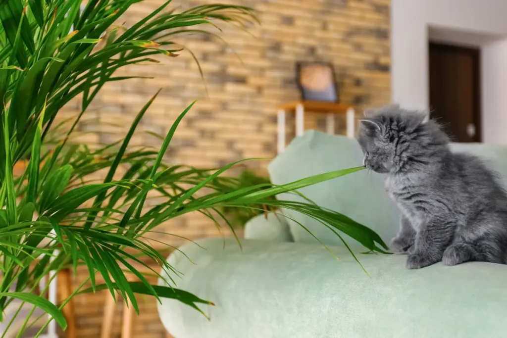 Babykatze auf einem Sofa neben einer Areca Palme