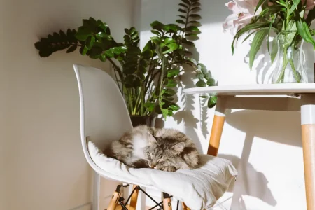 Porträt einer schlafenden Hauskatze im Wohnzimmer