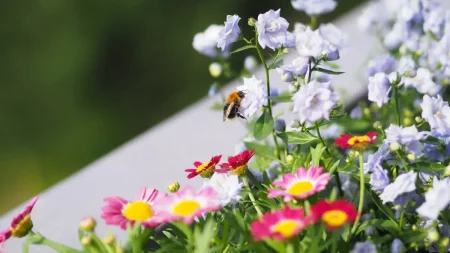 Bienenfreundliche Balkonpflanzen: Übersicht & Tipps für eine herrliche Bienen-Oase
